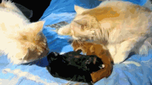 IMG_0873.GIF