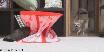 IMG_0988.GIF