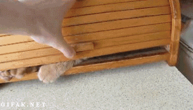 IMG_0989.GIF