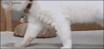 IMG_0990.GIF