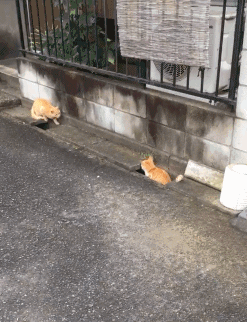 IMG_0992.GIF