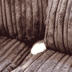 IMG_0994.GIF