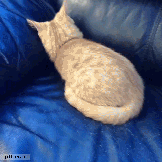 IMG_0995.GIF
