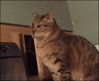IMG_0996.GIF